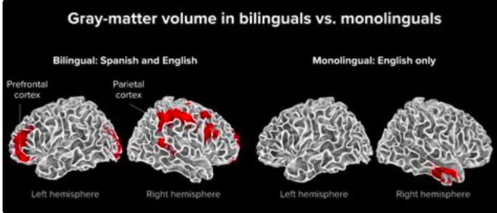 Comparison of gray matter volume in bilingual vs monolingual brains, showing increased activity in prefrontal and parietal cortex for bilingual children and adults.